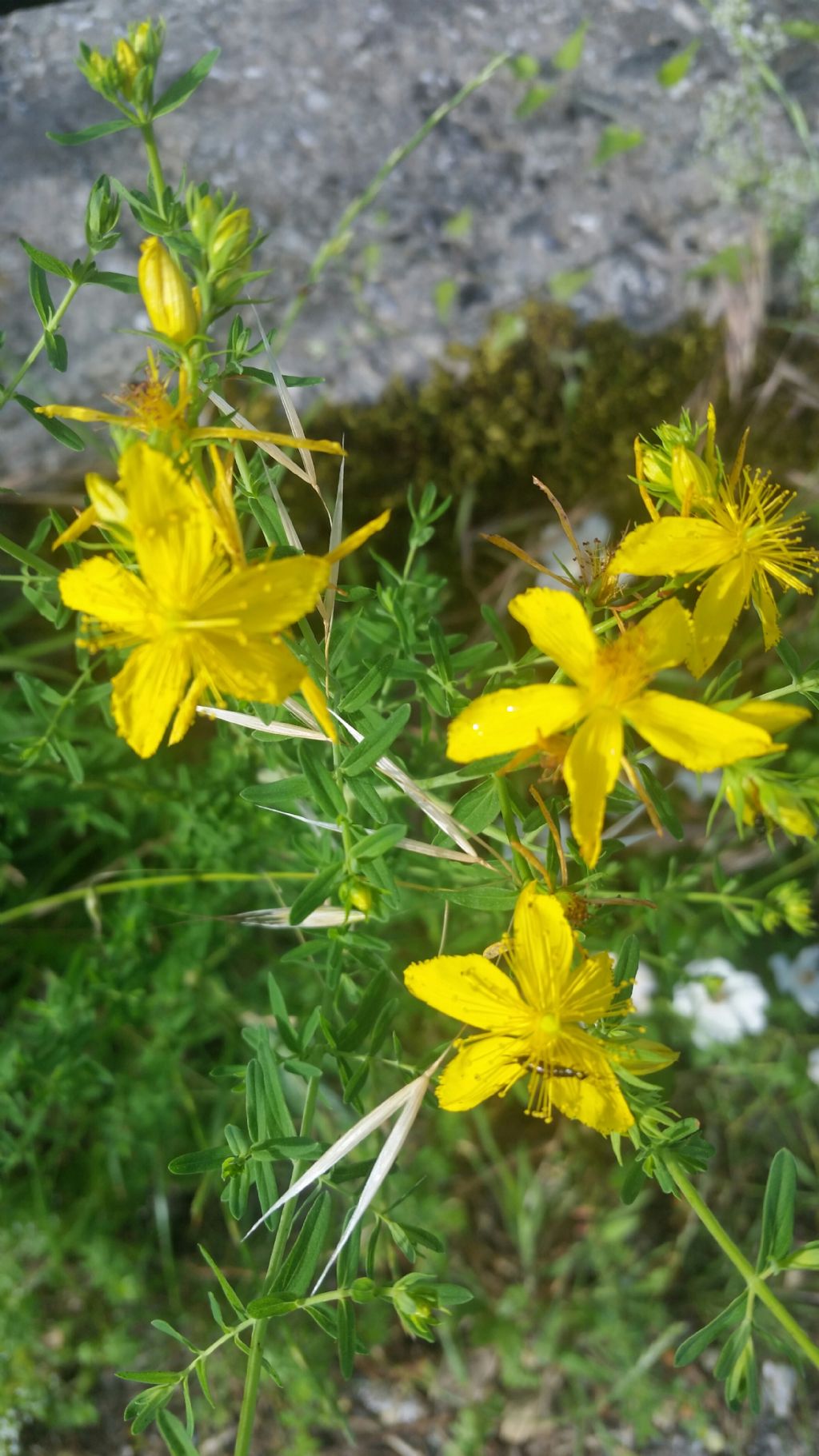 IperIco?  S,  Hypericum perforatum